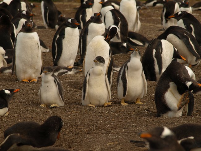 ../../Pictures/241209/152 Gentoo.JPG